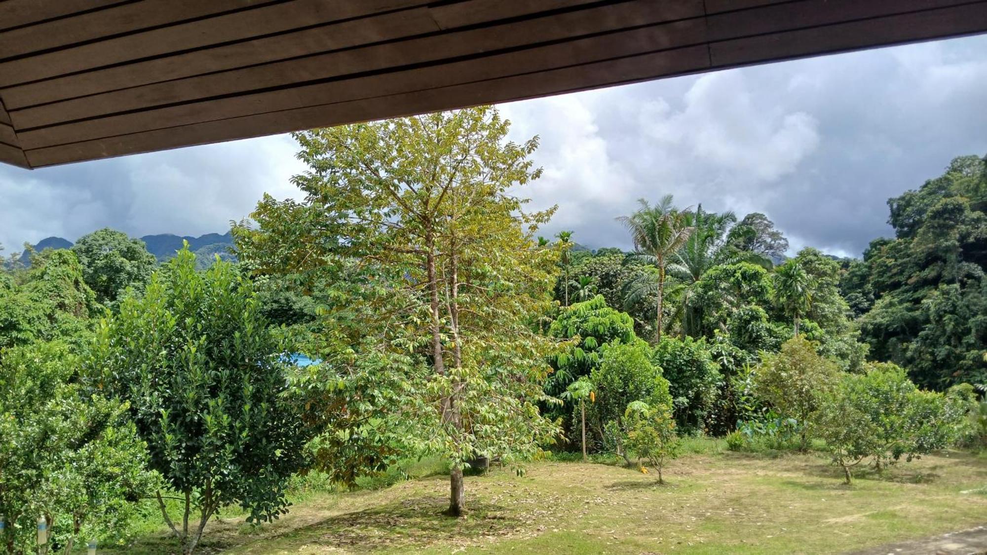 Mulu Tribal Homestay 외부 사진